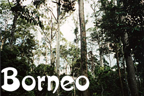 wild on borneo